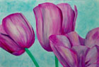 Tulpen Pink